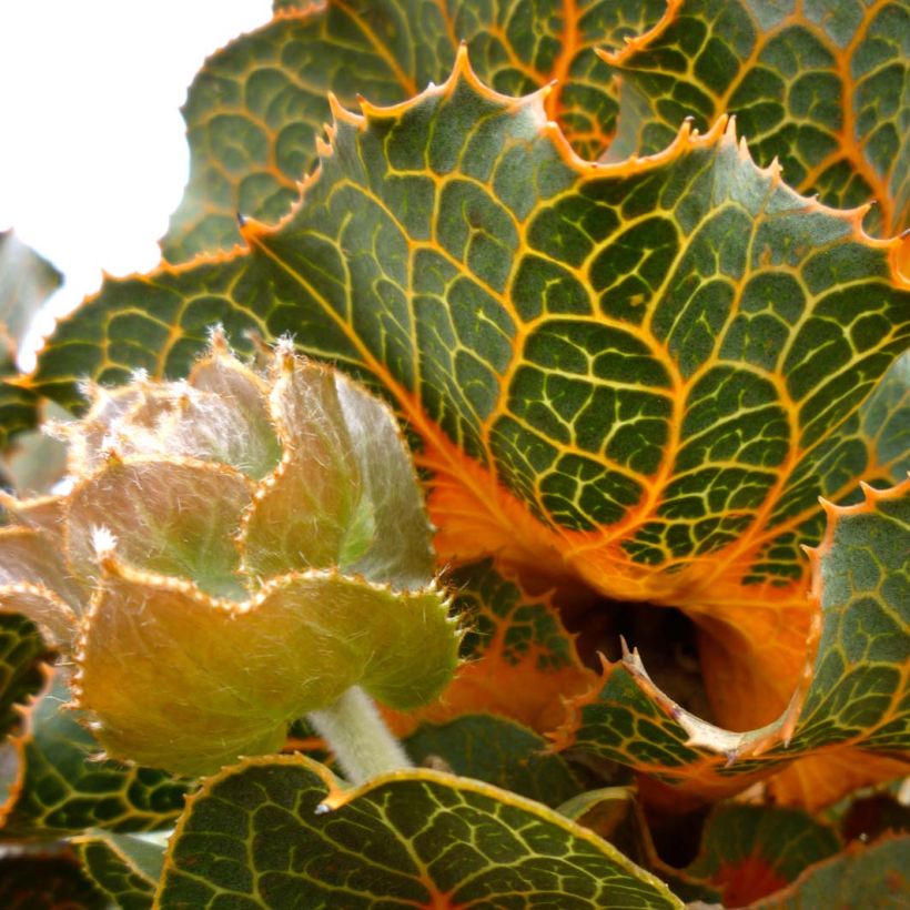 Hakea victoria - Nadelkissen (Flowering)