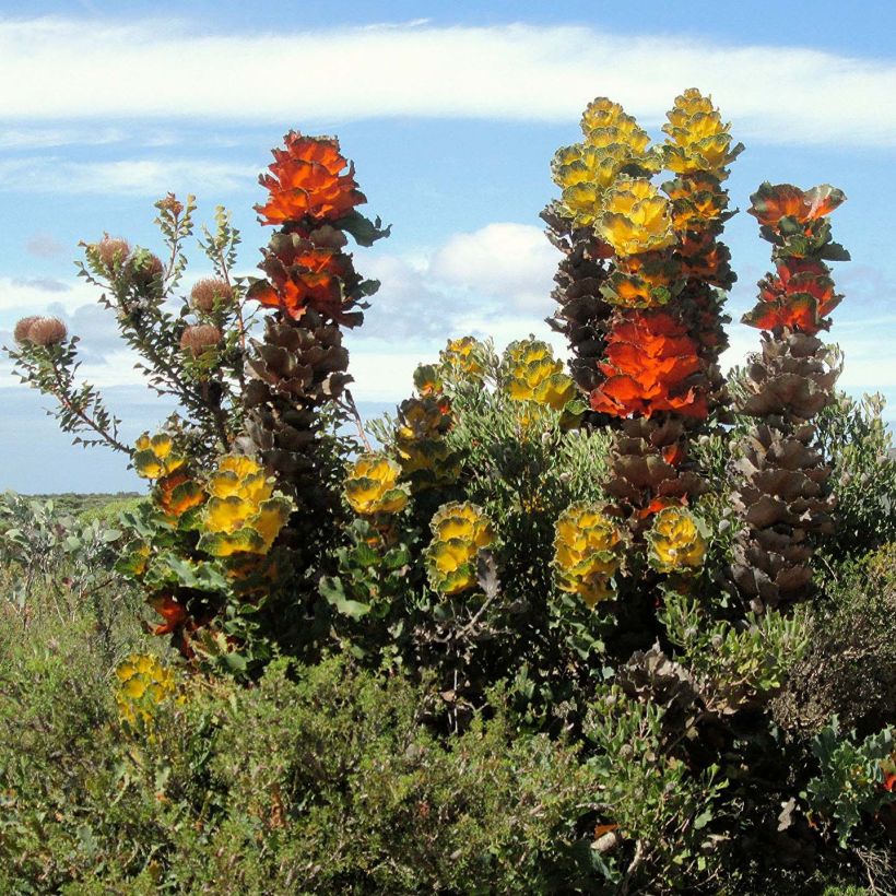 Hakea victoria - Nadelkissen (Plant habit)
