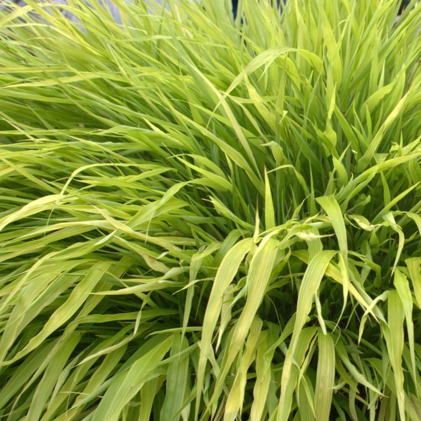 Hakonechloa macra All Gold - Japangras (Laub)