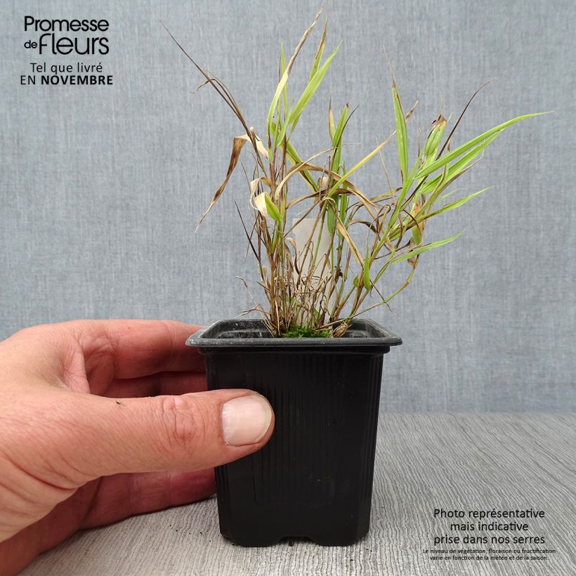 Exemplar von Hakonechloa macra Aureola - Japangras Kleine Töpfe von 7/8 cm wie im Herbst geliefert