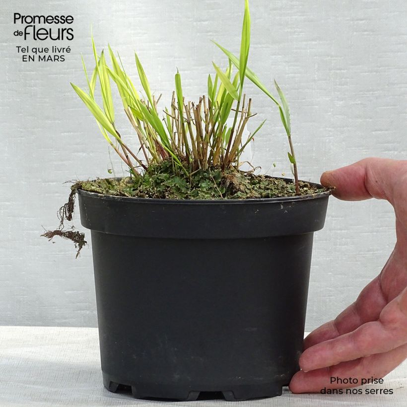 Example of Hakonechloa macra Aureola - Japangras Topf mit 2L/3L as you get in printemps