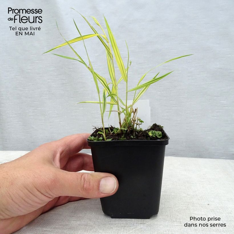 Example of Hakonechloa macra Aureola - Japangras Kleine Töpfe von 7/8 cm as you get in printemps