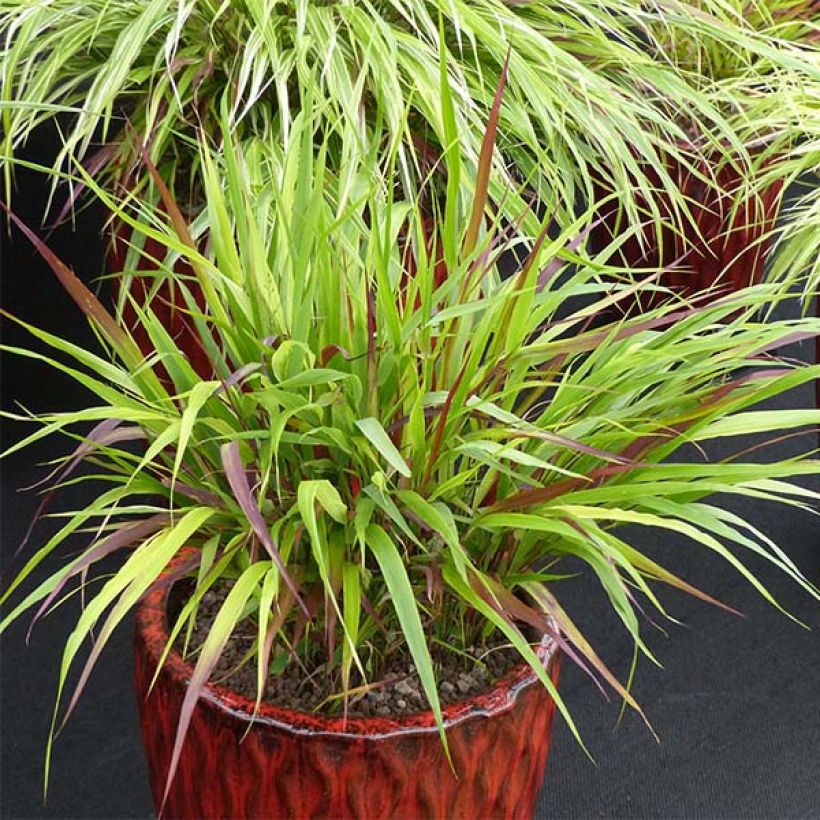 Hakonechloa macra Beni-Kaze - Japangras (Wuchs)