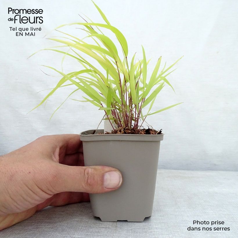 Example of Hakonechloa macra Sunflare - Japangras Kleine Töpfe von 8/9 cm as you get in printemps