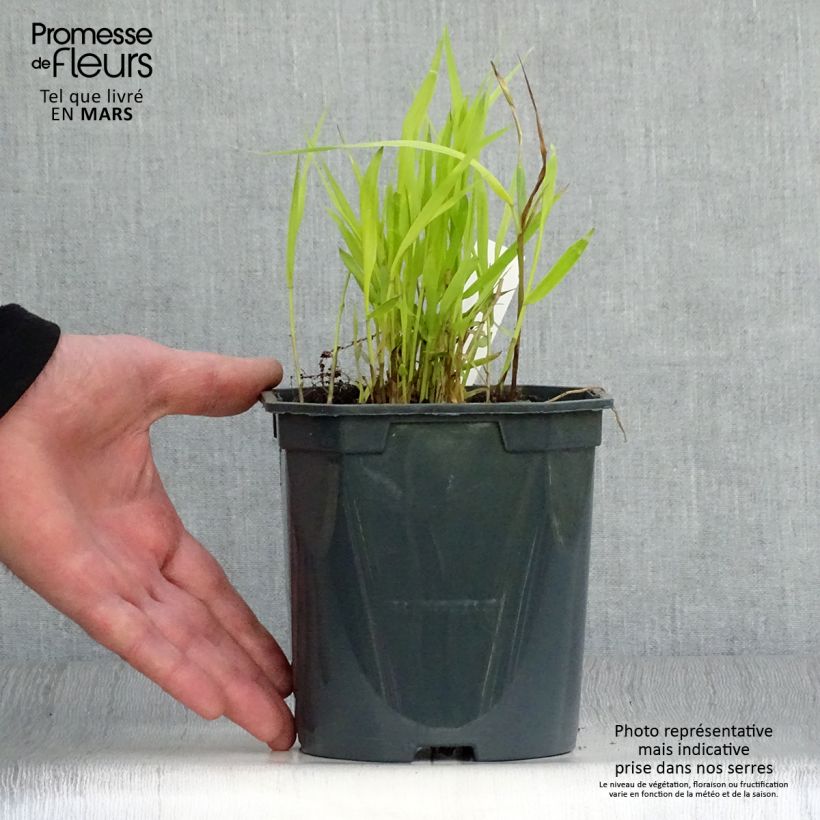 Example of Hakonechloa macra Sunflare - Japangras Topf mit 1L/1,5L as you get in printemps