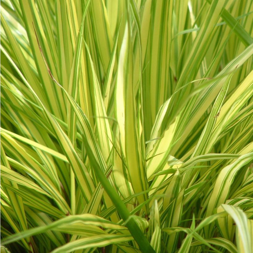 Hakonechloa macra Aureola - Japangras (Foliage)