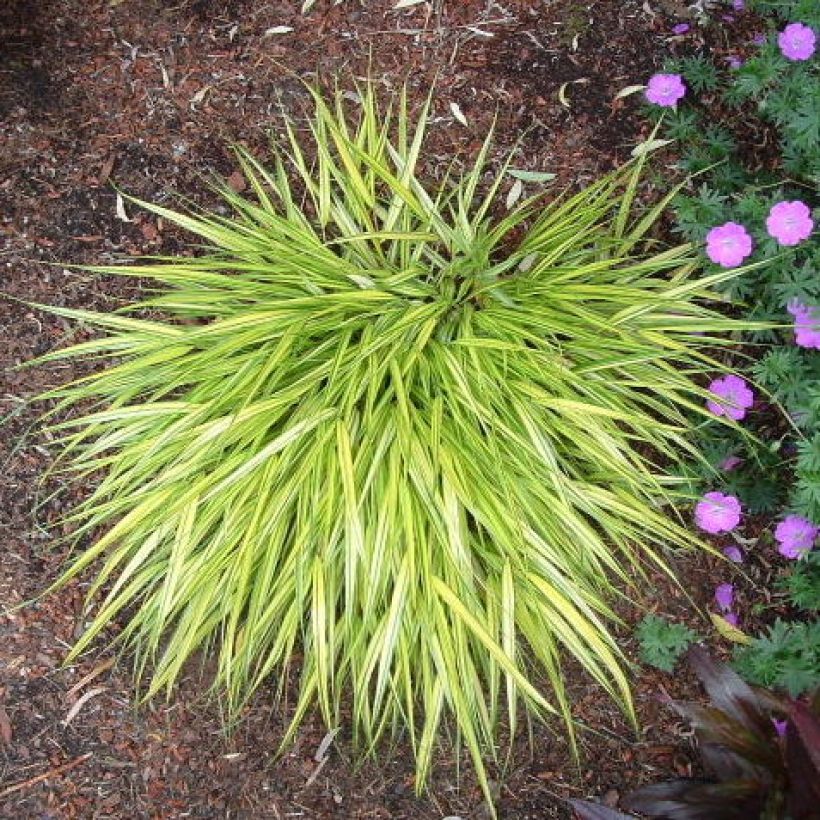 Hakonechloa macra Aureola - Japangras (Plant habit)