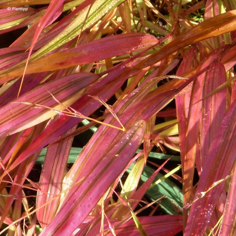 Hakonechloa macra Mulled Wine - Japangras (Foliage)