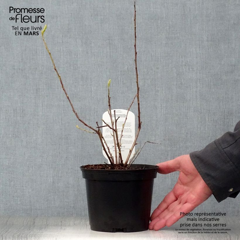 Exemplar von Halesia monticola Variegata - Berg-Maiglöckchenbaum Topf mit 2L/3L wie im Frühjahr geliefert