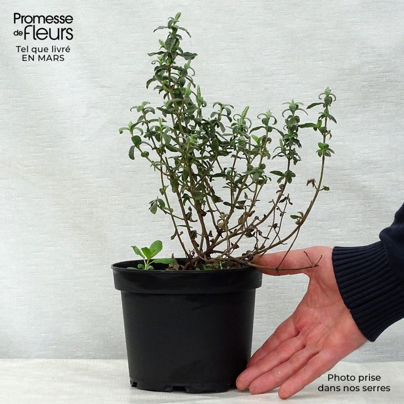 Example of Halimiocistus wintonensis Merrist Wood Cream - Hybrid-Zistrose Topf mit 2L/3L as you get in printemps