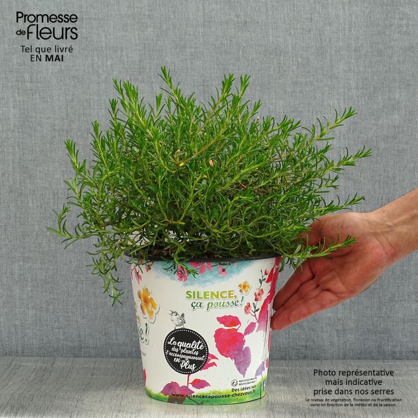 Exemplar von Halimium commutatum - Libanesischer Sonnenteppich Topf mit 4L/5L wie im Frühjahr geliefert