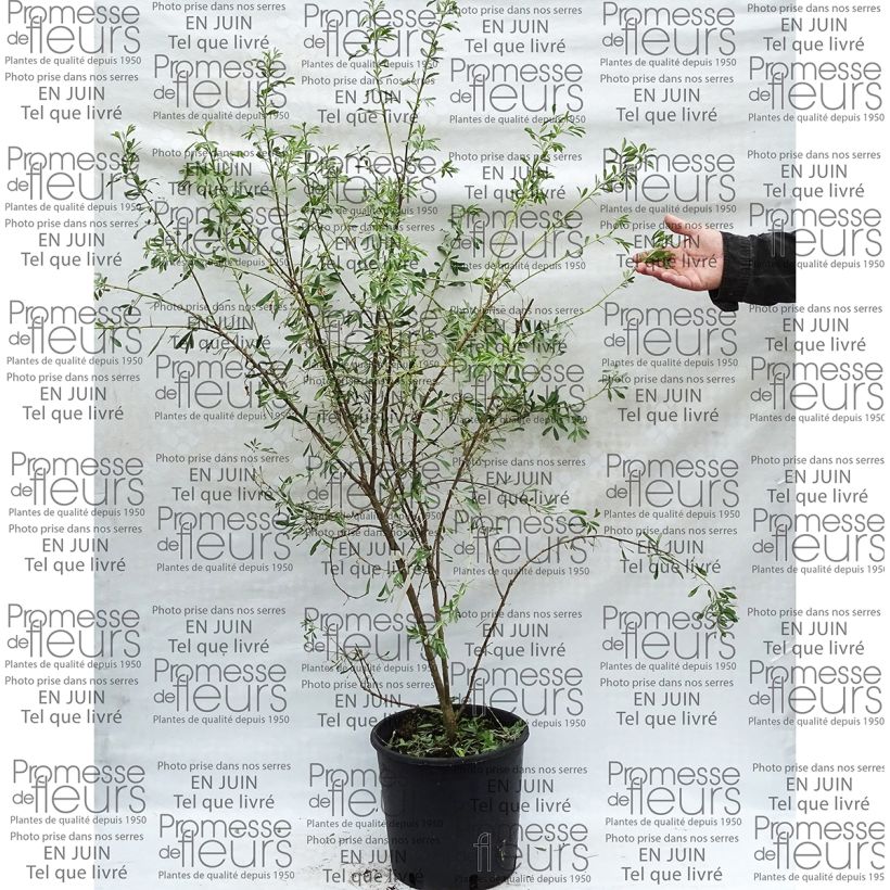 Beispiel eines Exemplars von Halimodendron halodendron - Salzstrauch Topf mit 12L/15L wie geliefert