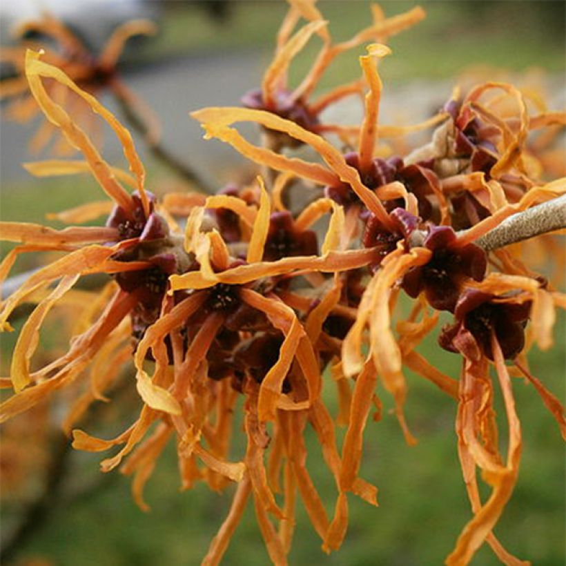 Zaubernuss Jelena - Hamamelis intermedia (Flowering)