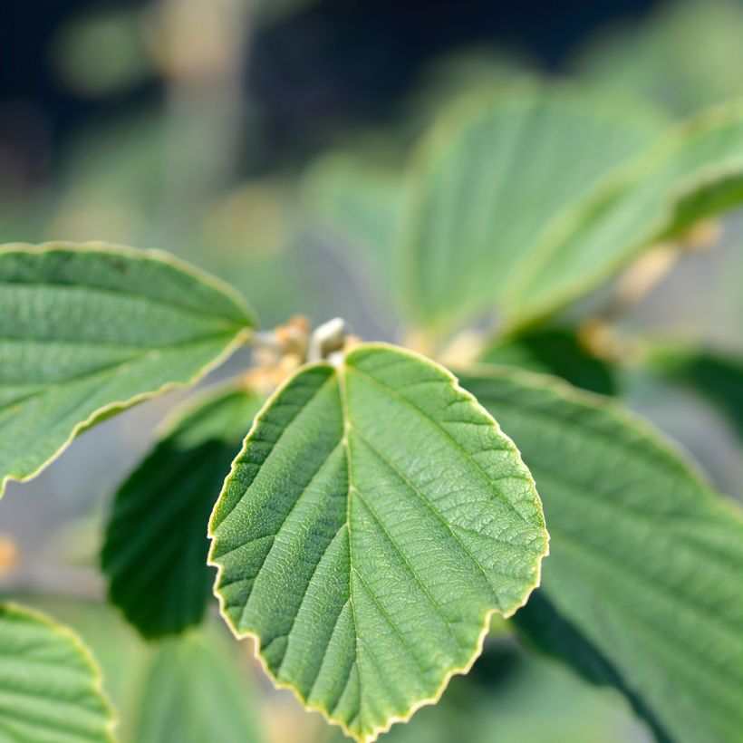 Zaubernuss Arnold Promise - Hamamelis intermedia (Laub)