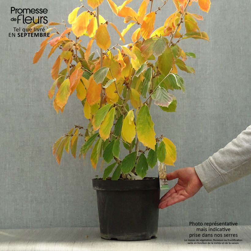 Exemplar von Zaubernuss Arnold Promise - Hamamelis intermedia Topf mit 3L/4L wie im Herbst geliefert
