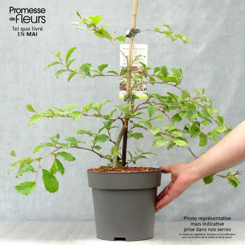Example of Japanische Zaubernuss Pendula - Hamamelis japonica Topf mit 6L/7L as you get in printemps