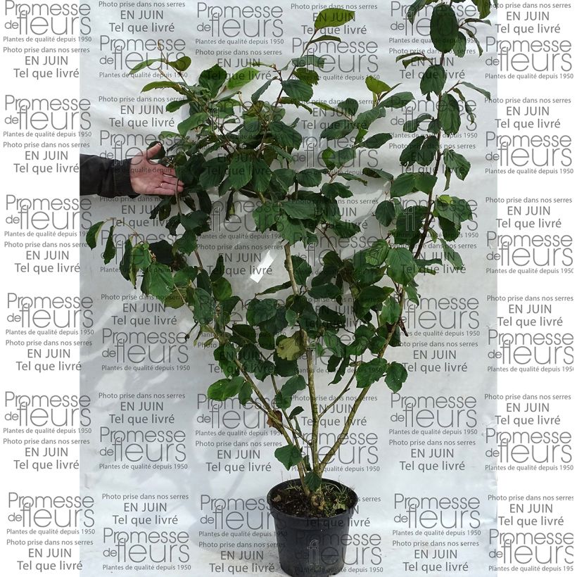 Example of Chinesische Zaubernuss Pallida - Hamamelis mollis Topf mit 7,5L/10L as you get