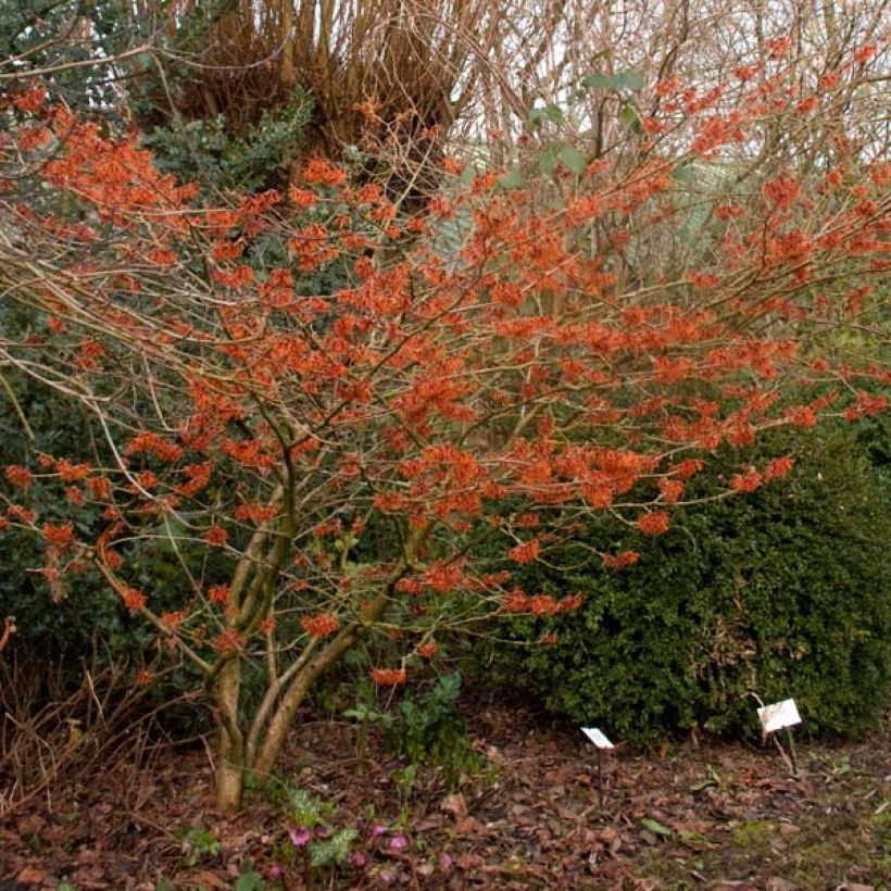 Zaubernuss Ruby Glow - Hamamelis intermedia (Plant habit)