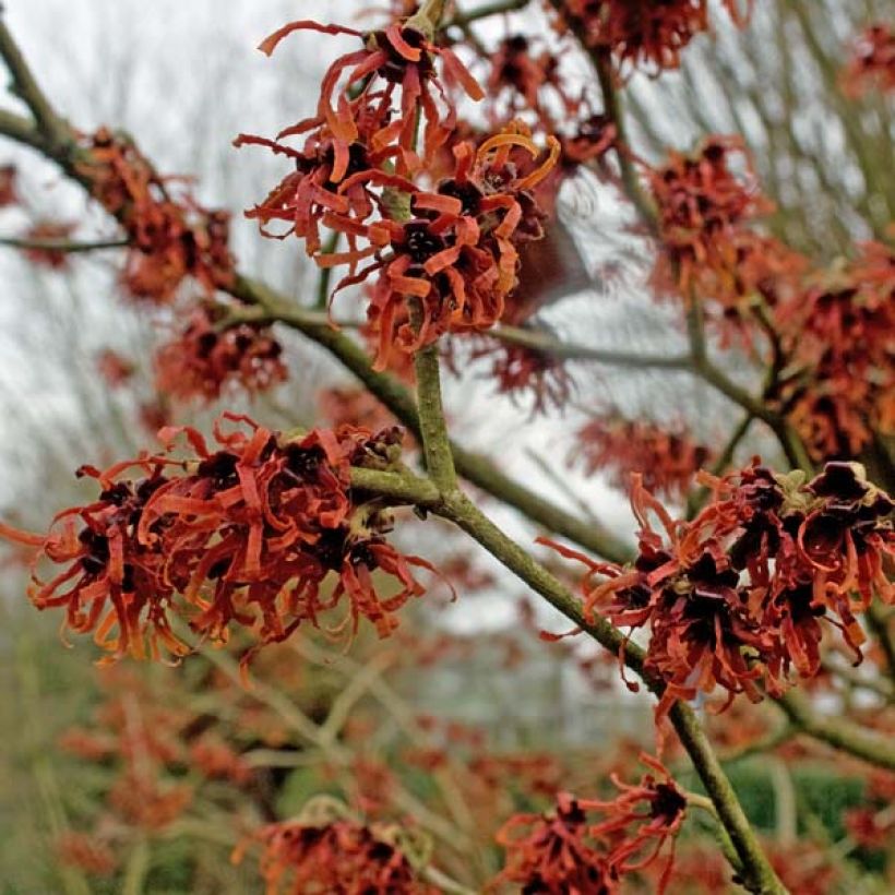 Zaubernuss Ruby Glow - Hamamelis intermedia (Flowering)