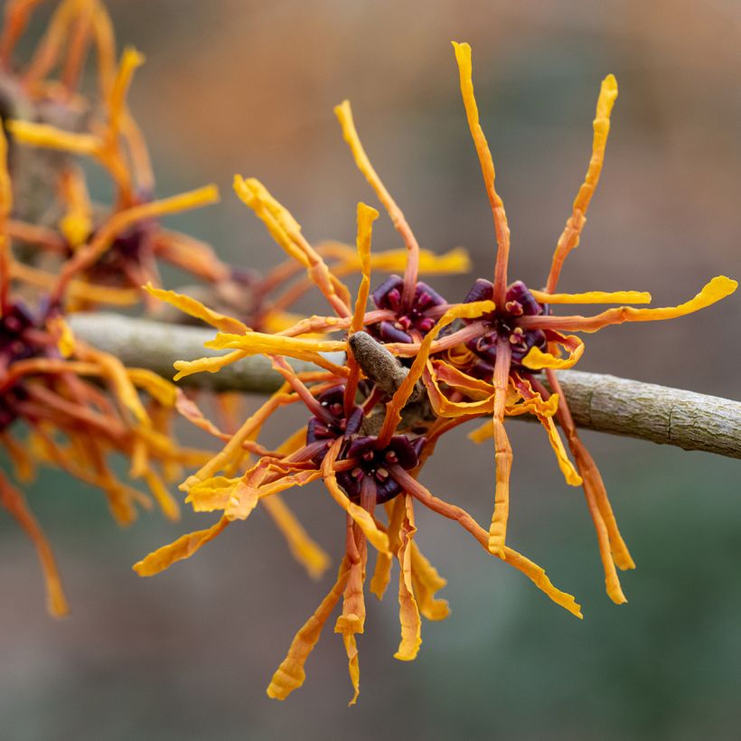 Zaubernuss Aphrodite - Hamamelis intermedia (Blüte)