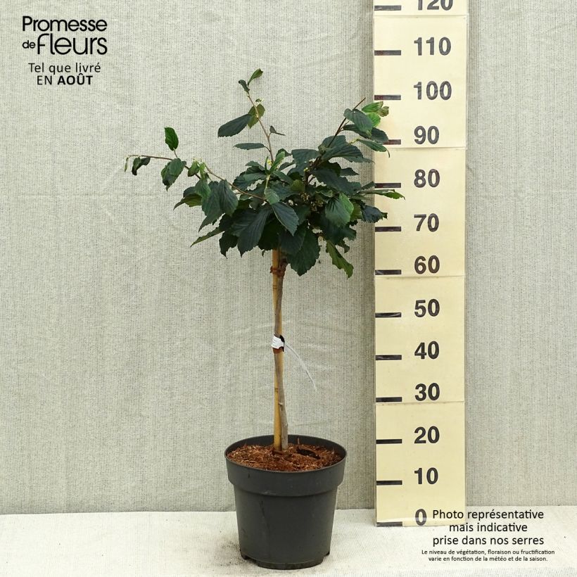 Exemplar von Zaubernuss Rubin - Hamamelis intermedia Topf mit 7,5L/10L, Stamm wie im Sommer geliefert
