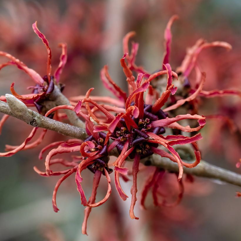 Zaubernuss Rubin - Hamamelis intermedia (Blüte)