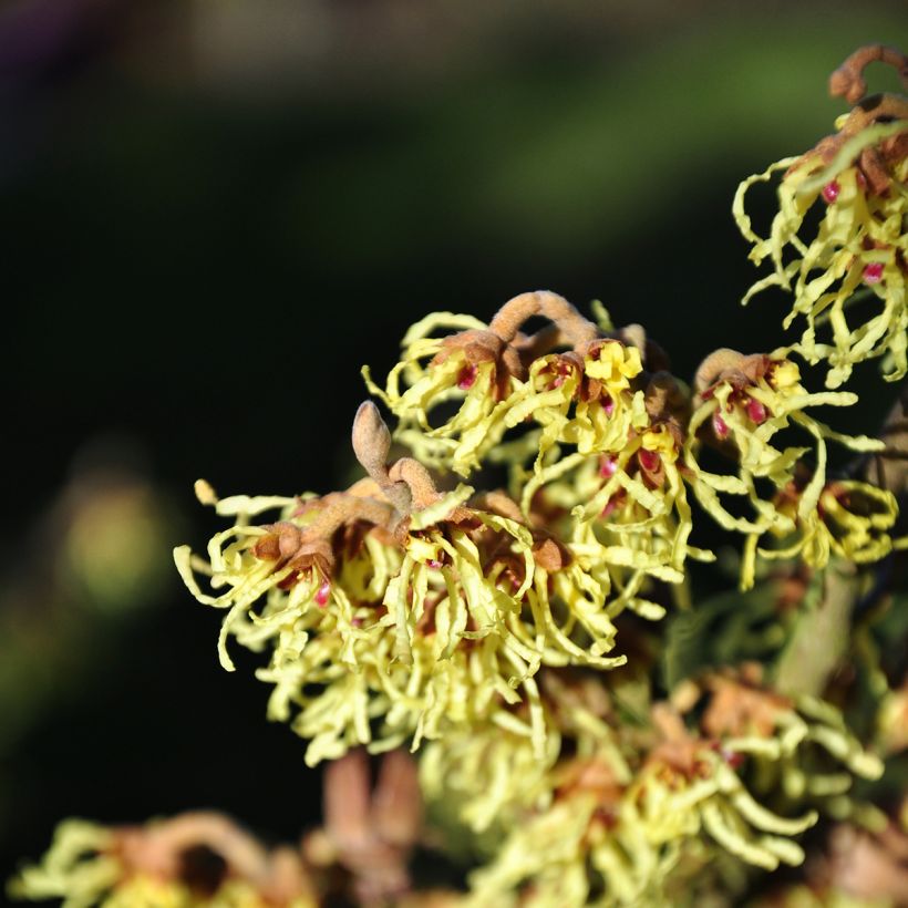 Zaubernuss Westerstede - Hamamelis intermedia (Blüte)