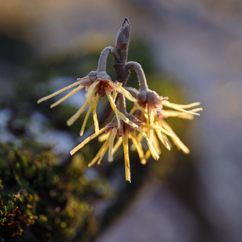Chinesische Zaubernuss Pallida - Hamamelis mollis (Flowering)