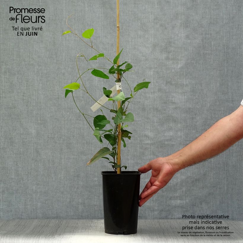 Exemplar von Hardenbergia violacea - Purpurerbse Topf mit 2L/3L wie im Sommer geliefert