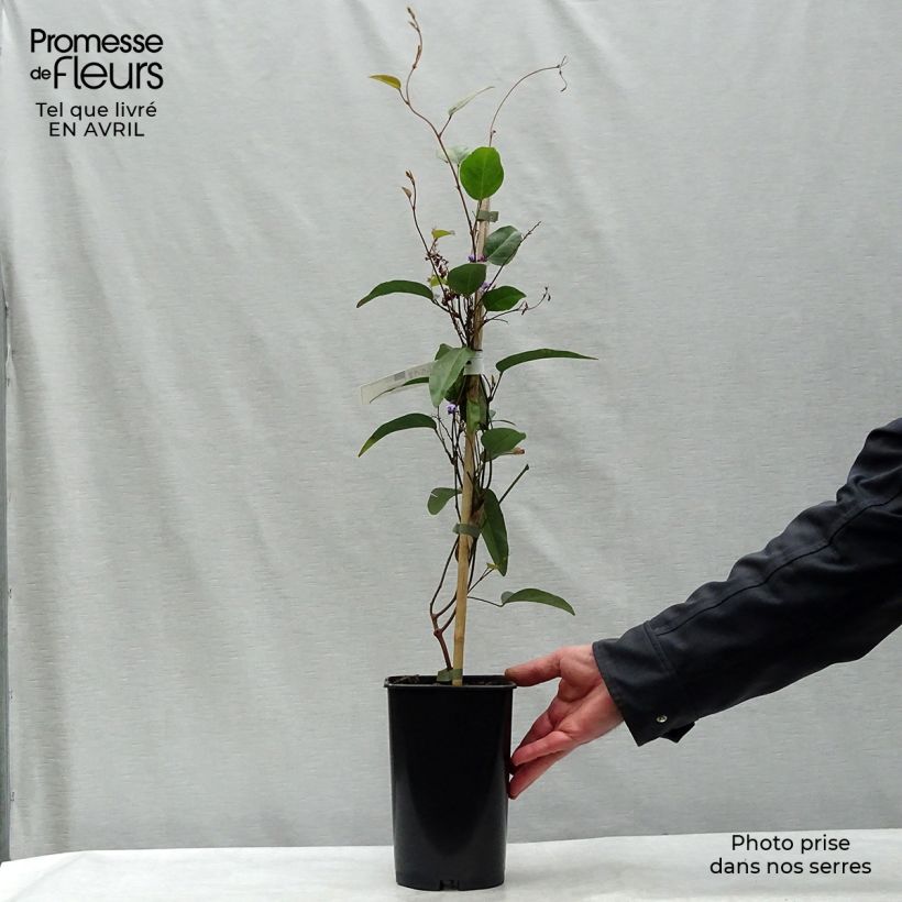 Example of Hardenbergia violacea - Purpurerbse Topf mit 2L/3L as you get in printemps