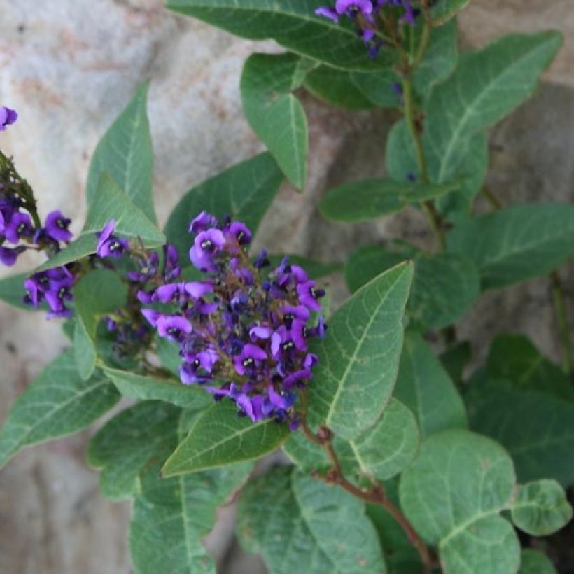 Hardenbergia violacea Regent - Purpurerbse (Laub)