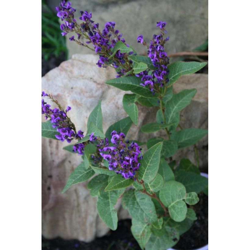 Hardenbergia violacea Regent - Purpurerbse (Wuchs)