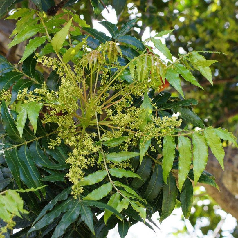 Harpephyllum caffrum (Blüte)