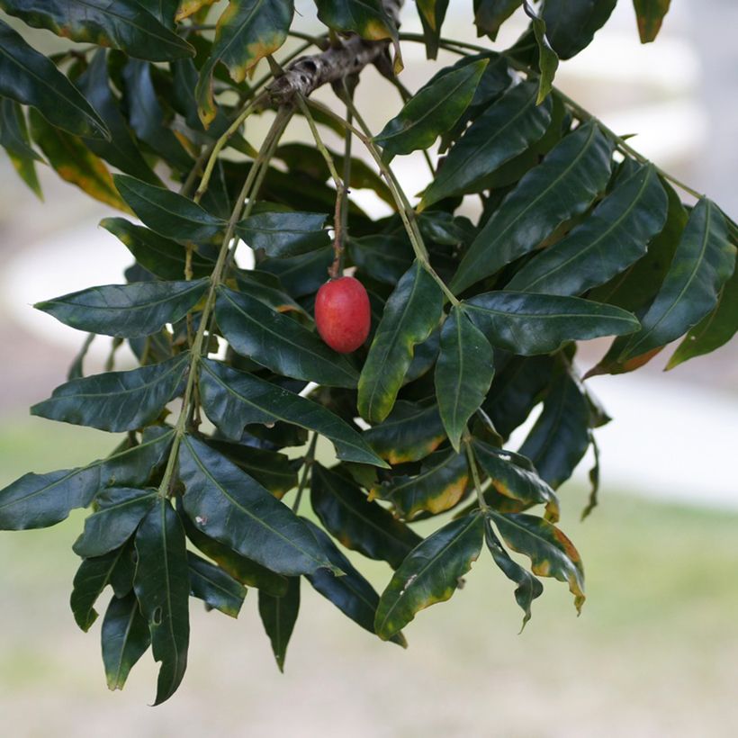 Harpephyllum caffrum (Ernte)