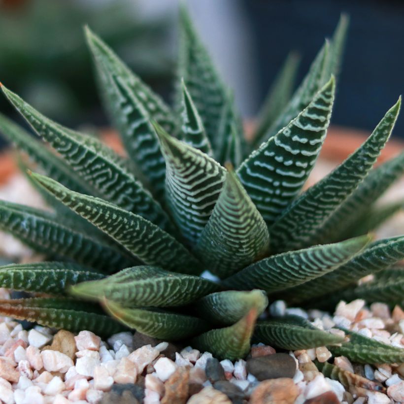 Haworthia limifolia (Laub)