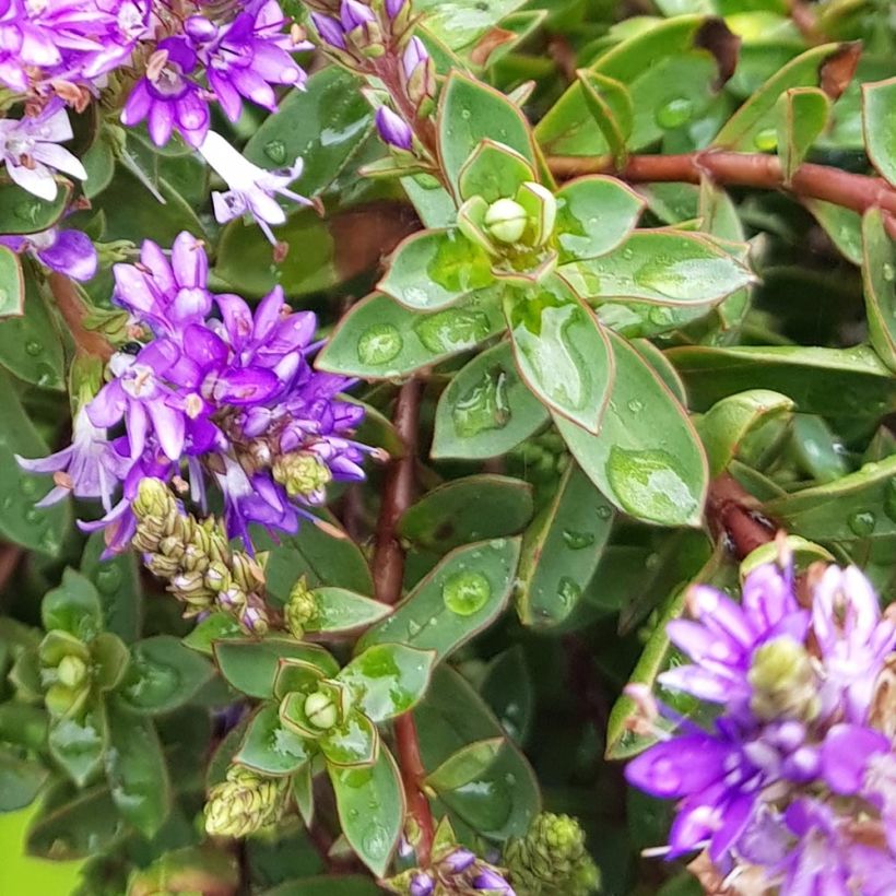 Hebe Claret Crush - Strauchveronika (Laub)