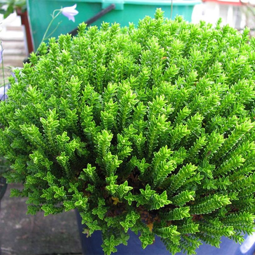 Hebe Emerald Green - Strauchveronika (Wuchs)