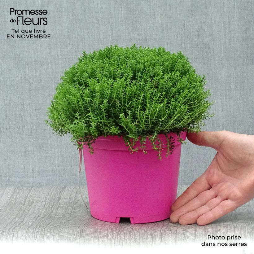 Exemplar von Hebe Green Globe - Strauchveronika Topf mit 1,5L/2L wie im Herbst geliefert