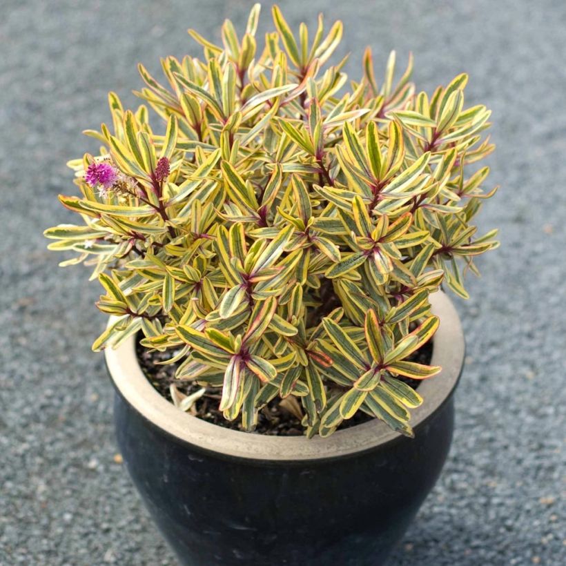 Hebe Jewel of the Nile - Strauchveronika (Wuchs)