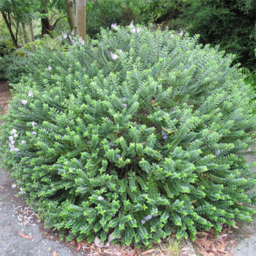 Hebe Linda - Strauchveronika (Wuchs)