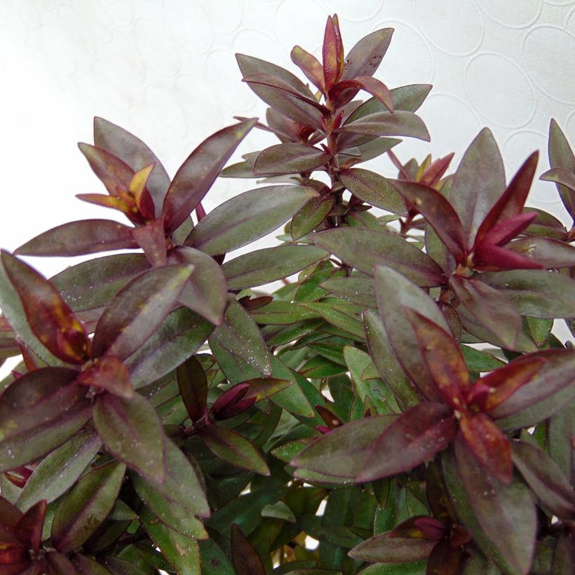 Hebe Raspberry Ripple - Strauchveronika (Foliage)