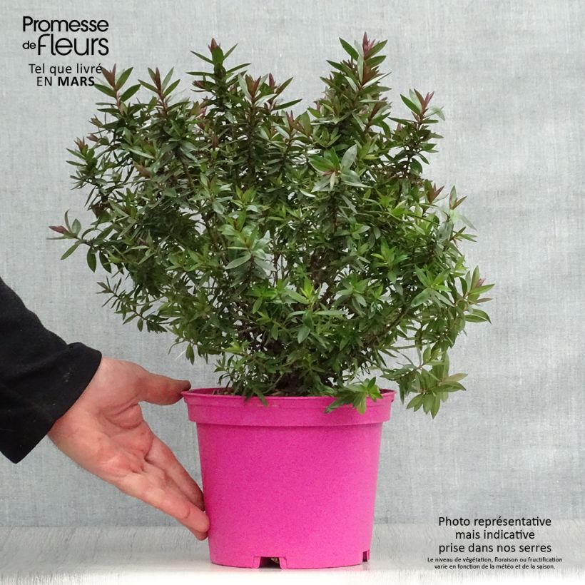 Example of Hebe Raspberry Ripple - Strauchveronika Topf mit 2L/3L as you get in printemps