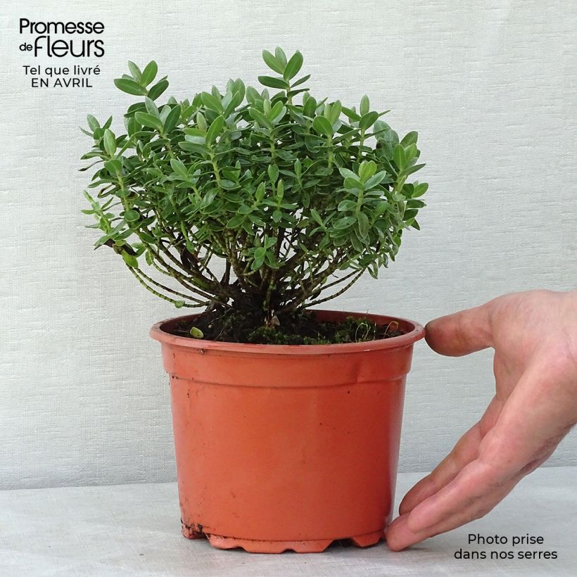 Example of Hebe albicans Red Edge - Strauchveronika Topf mit 2L/3L as you get in printemps