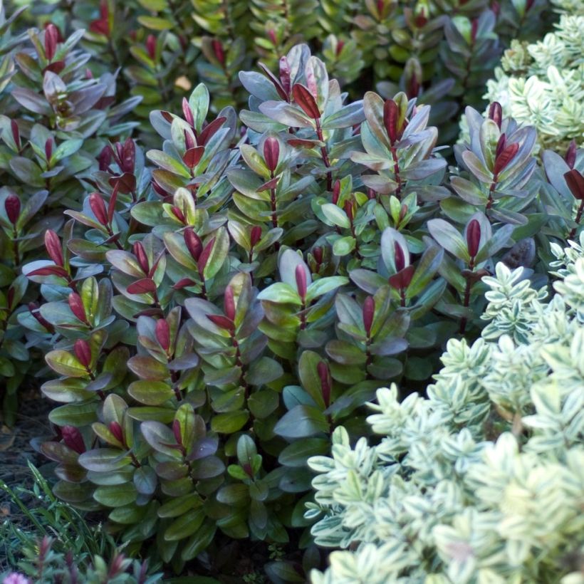 Hebe Santa Monica - Strauchveronika (Wuchs)