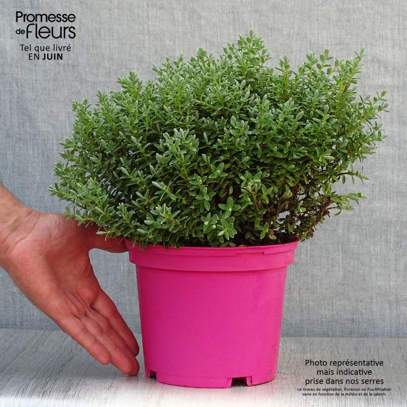 Exemplar von Hebe pinguifolia Sutherlandii - Strauchveronika Topf mit 2L/3L wie im Sommer geliefert