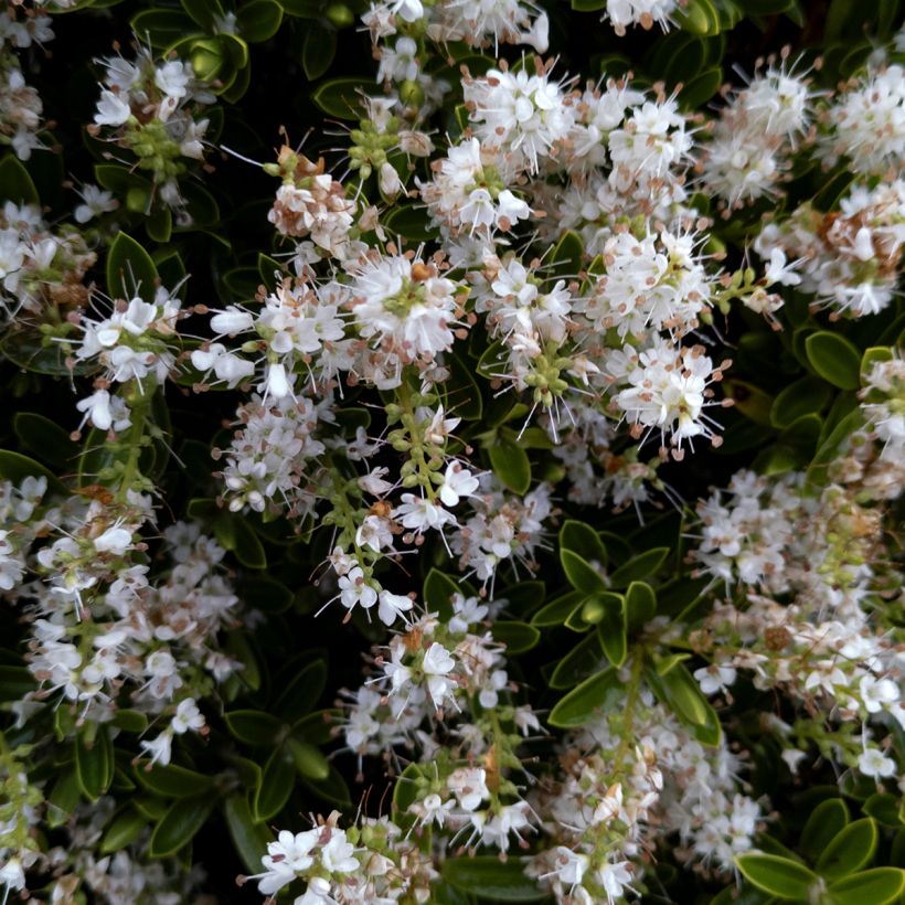 Hebe pinguifolia Sutherlandii - Strauchveronika (Flowering)