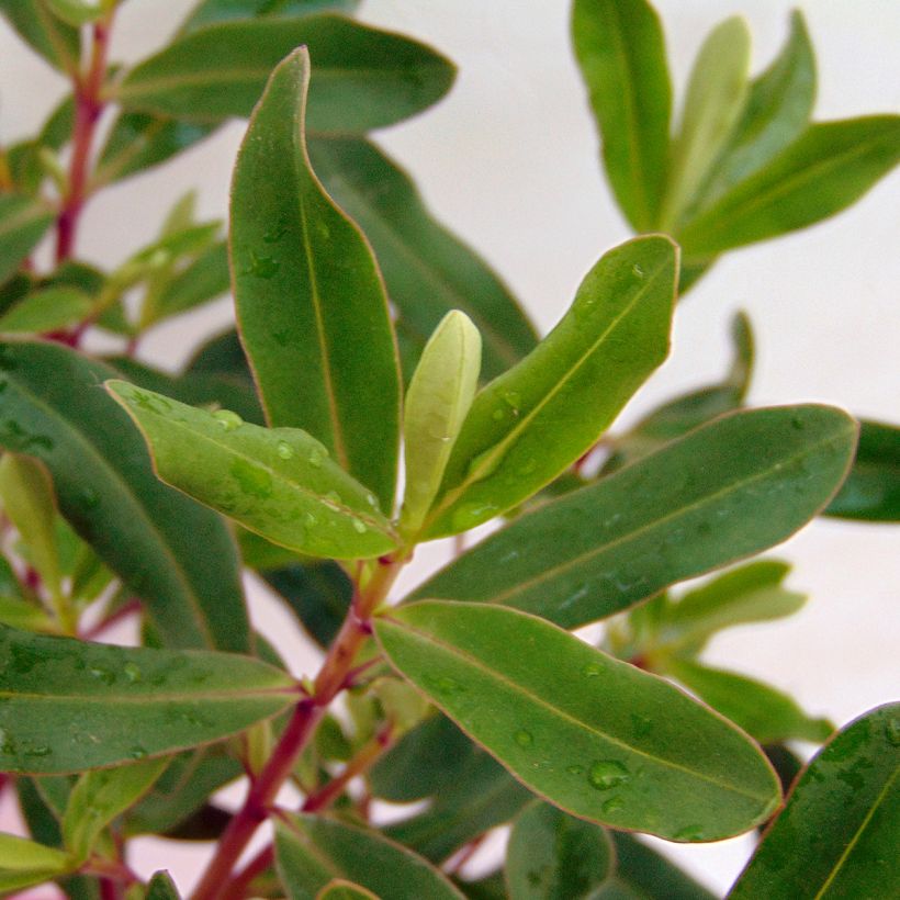 Hebe Wiri Charm - Strauchveronika (Foliage)