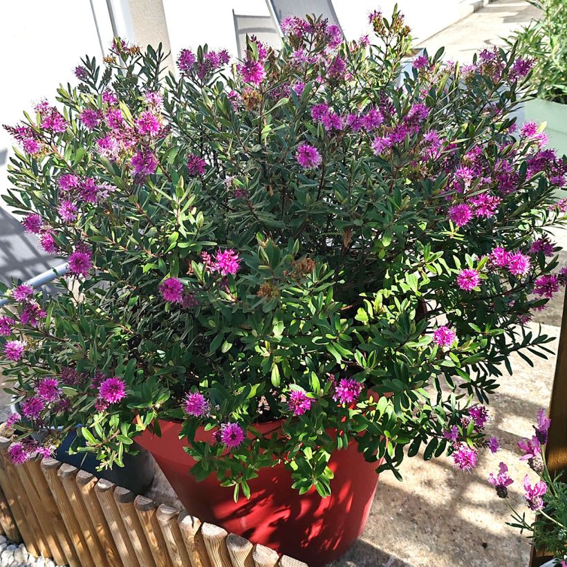 Hebe Wiri Charm - Strauchveronika (Plant habit)