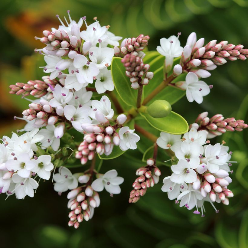 Hebe vernicosa - Strauchveronika (Blüte)