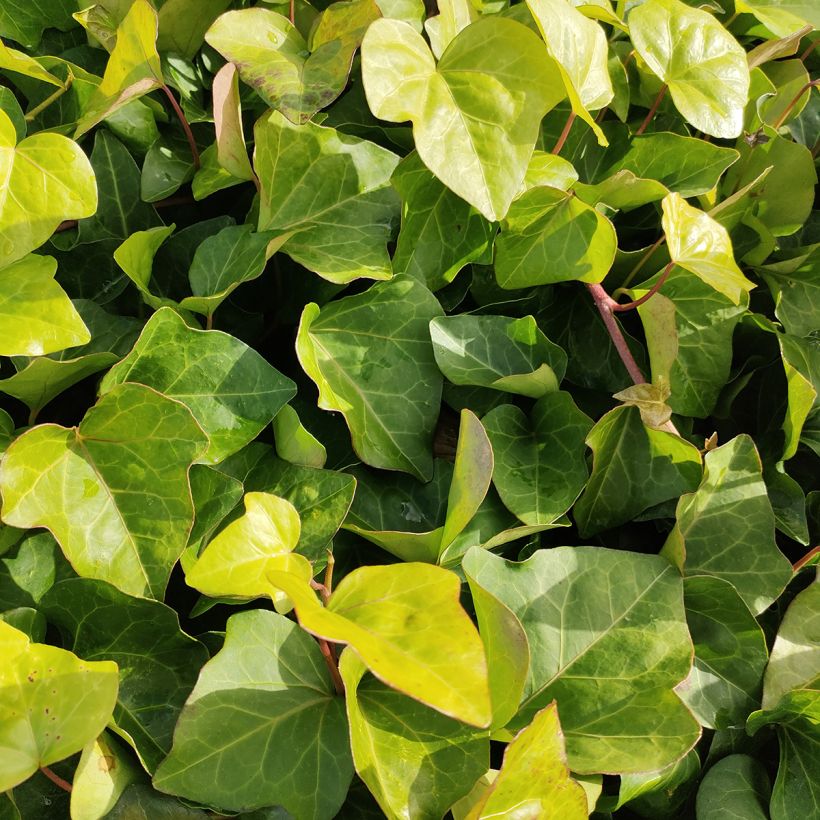 Hedera algeriensis - Algerischer Efeu (Foliage)
